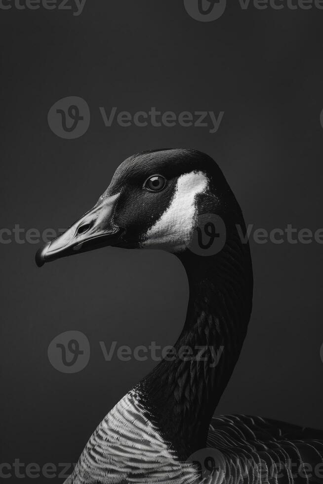 portrait studio photograph of canada goose photo