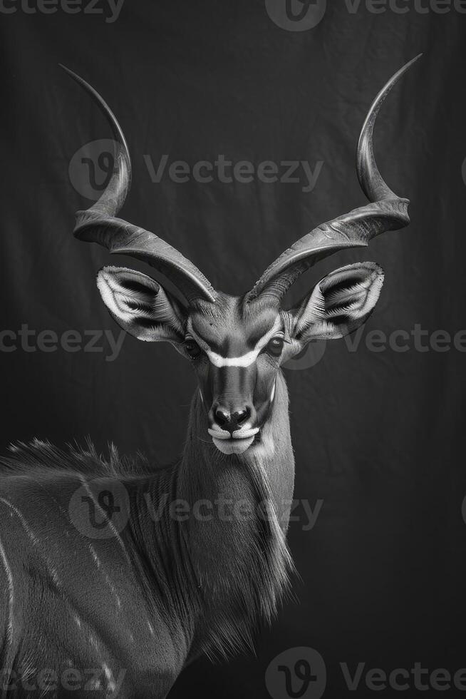 portrait studio photograph of kudu photo