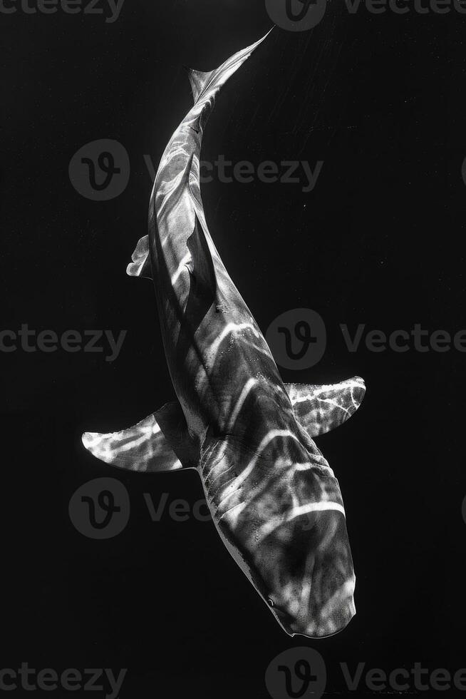 portrait studio photograph of basking shark photo