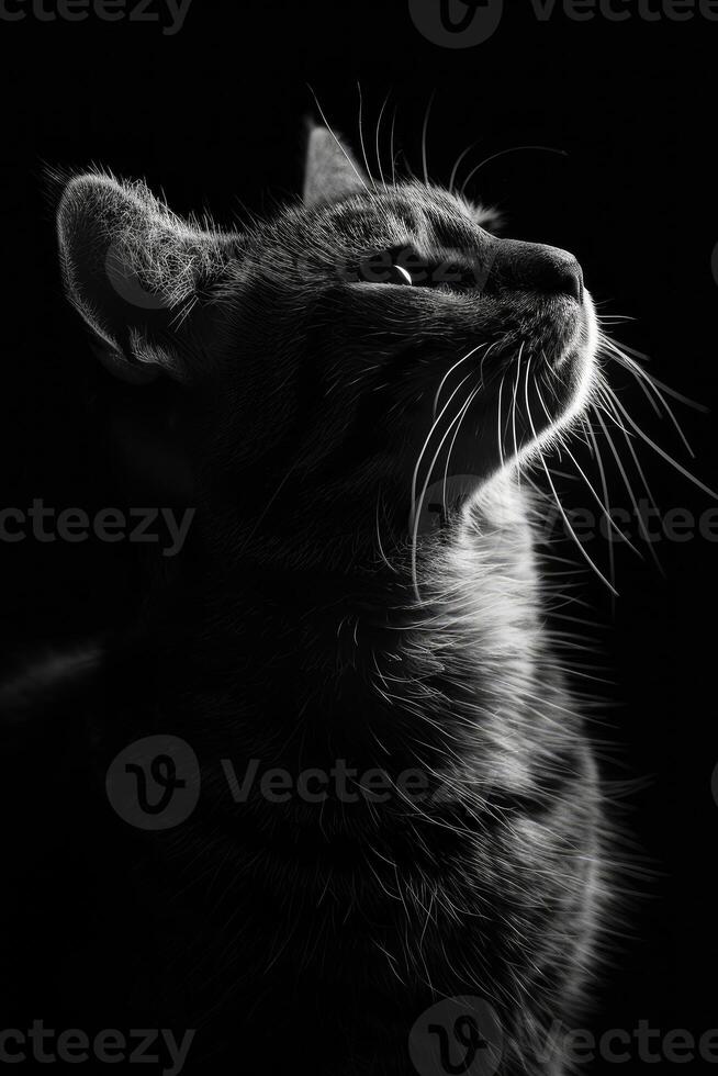 portrait studio photograph of cat photo