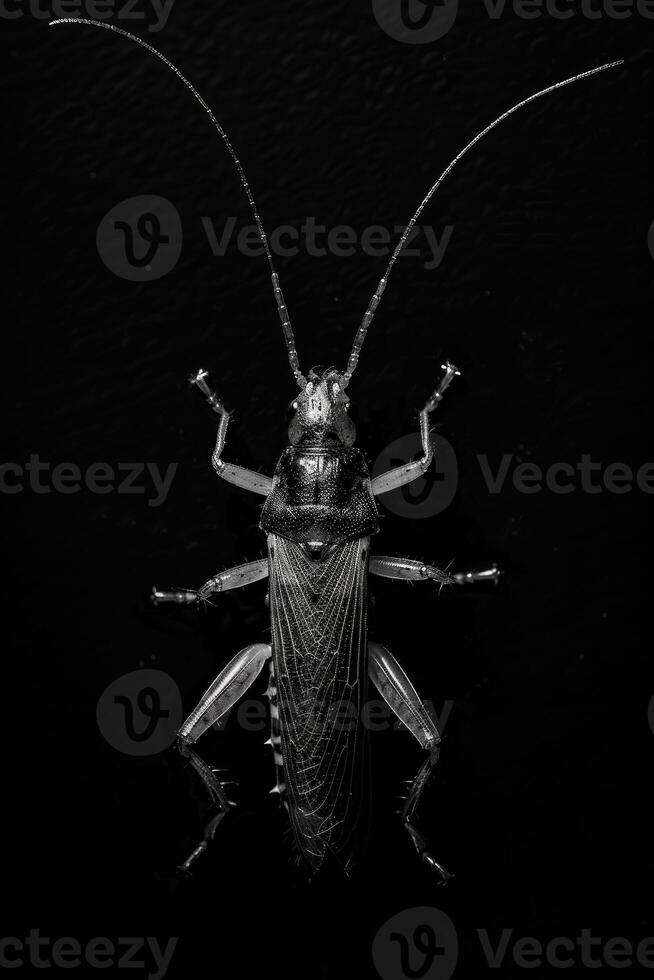 portrait studio photograph of earwig photo