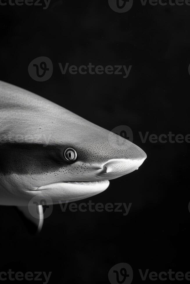 portrait studio photograph of lemon shark photo