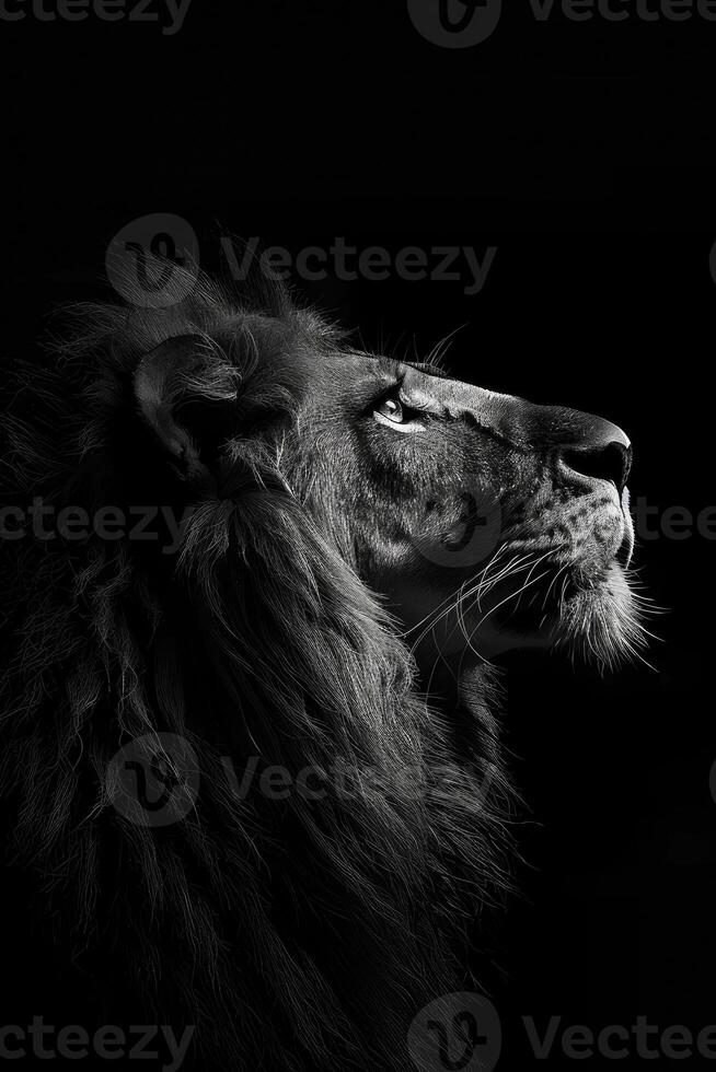 portrait studio photograph of lion photo