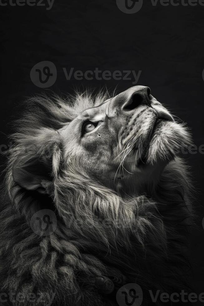 portrait studio photograph of lion photo