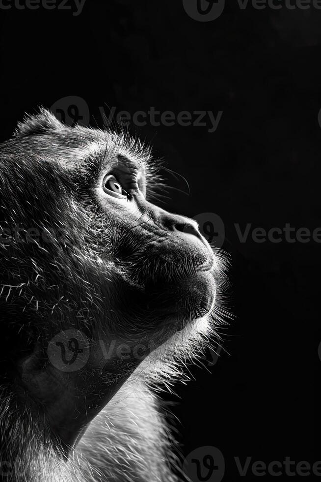 portrait studio photograph of macaque photo