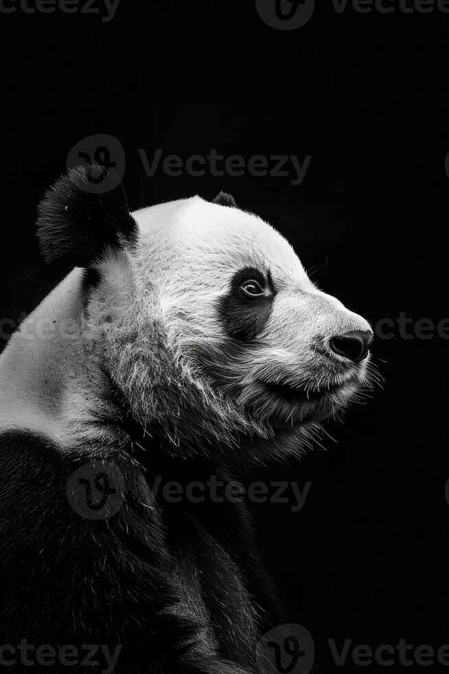 portrait studio photograph of panda photo