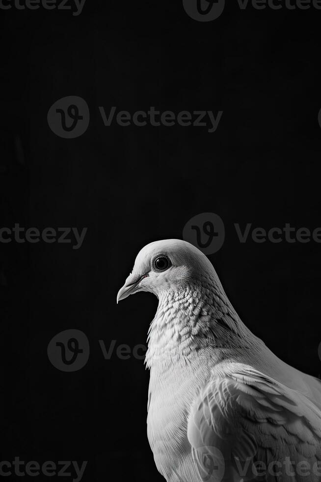 portrait studio photograph of white dove photo