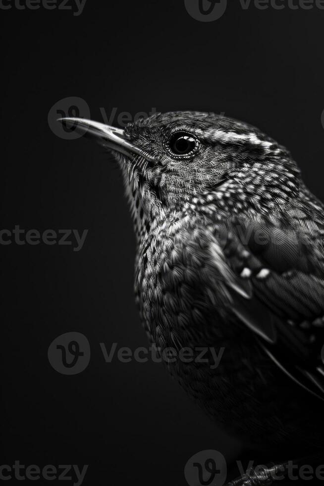 portrait studio photograph of wren photo