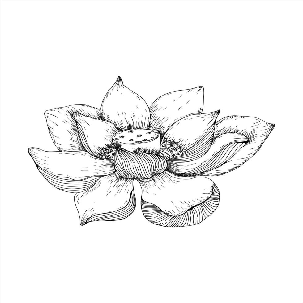 Water lily flower ink graphics. Hand drawn lotus line art, botanical silhouette of blooming lotus for zen, meditation symbol, spa skin care salon design. Floral element vector