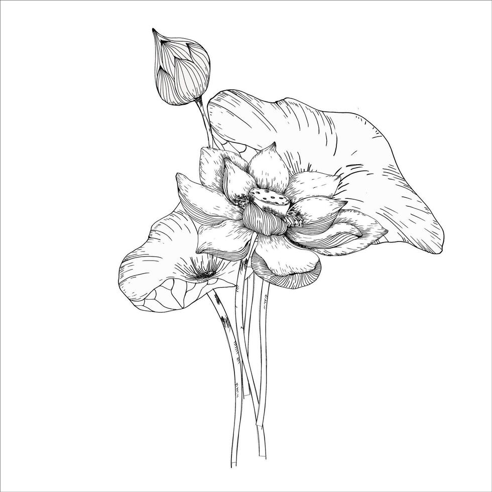 Wild asian lotus flowers composition , outline ink graphics. Hand drawn clipart, black and white for product, women skin care cosmetics packing design. Spa and wellness salon decor. Zen. vector