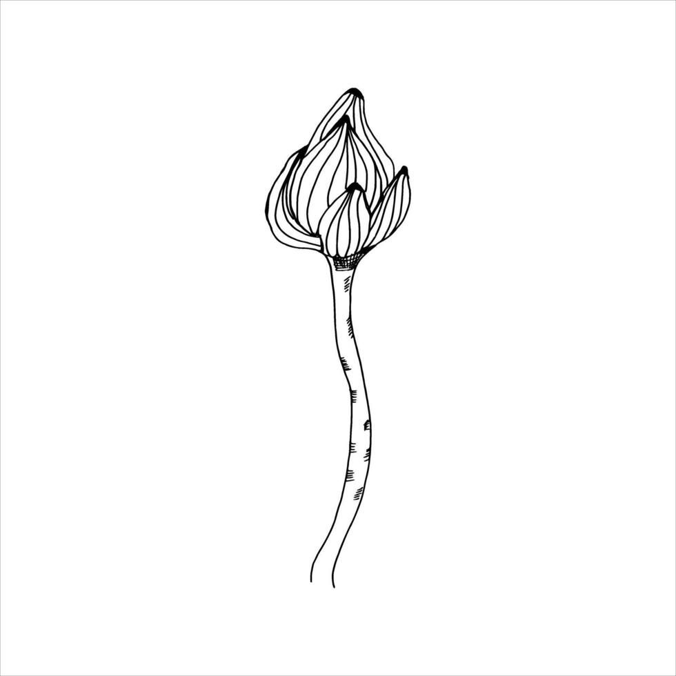 Ink graphics lotus bud illustration. Hand drawn botanical element, water lily flower on stem for women body and healthcare center decor, poster, packing, wrapping paper design vector
