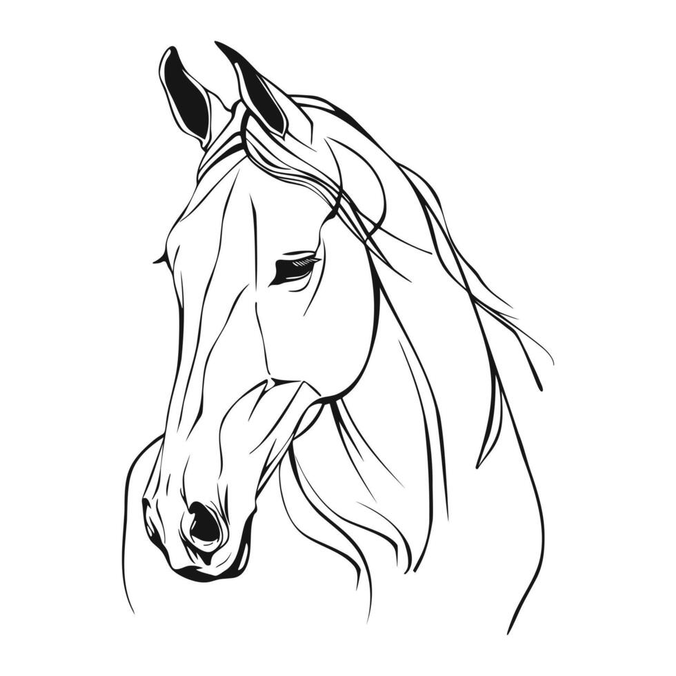 Realistic horse portrait, line art. Outline abstract horse head vector