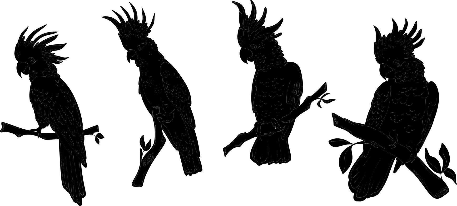 four silhouettes of parrots on branches vector