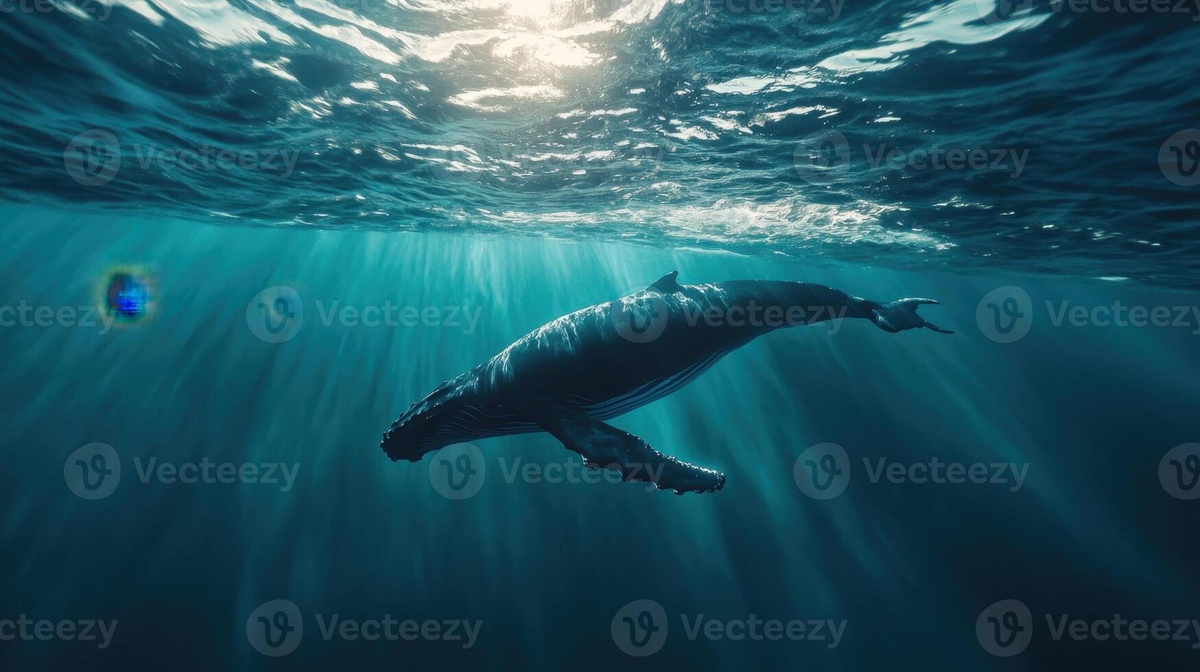 Humpback whale gracefully swims beneath sunlit waters in a serene ocean backdrop photo