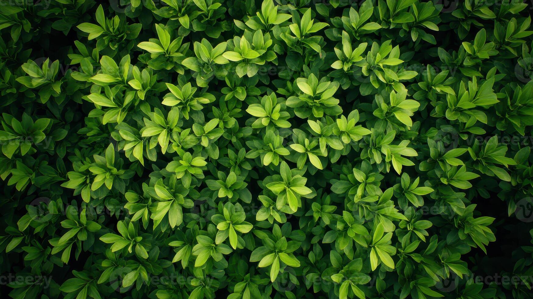 Lush Green Foliage Spreading Across Ground In a Dense Forest During Daylight Hours photo