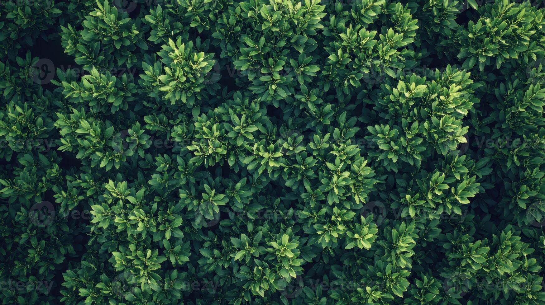 Lush Green Foliage in Bright Daylight Captured From Above in a Natural Setting photo