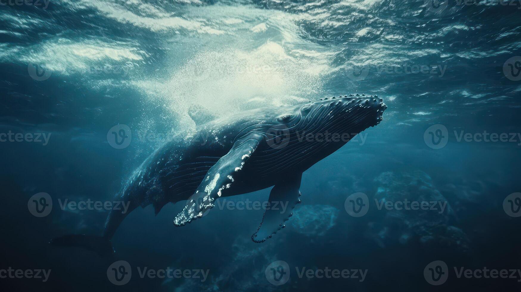 A humpback whale gracefully swims underwater in crystal-clear ocean waters surrounded by vibrant marine life during daylight photo