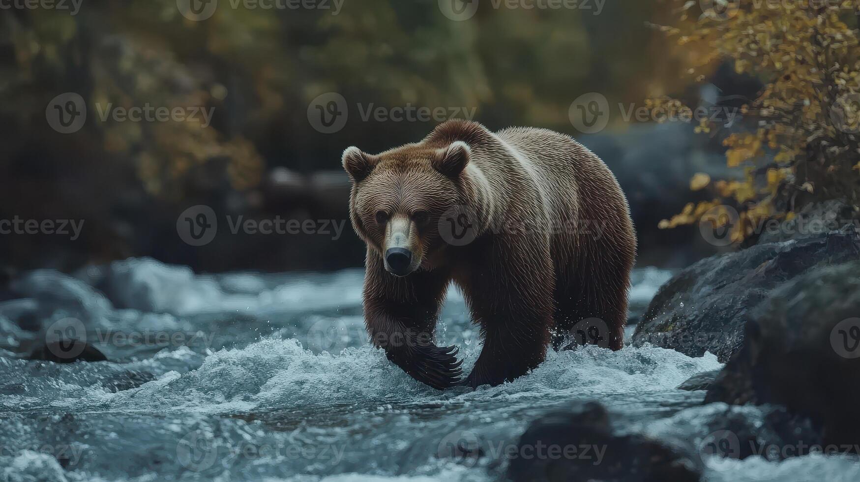 Grizzly bear wades through a rushing river surrounded by autumn foliage during the golden hour photo