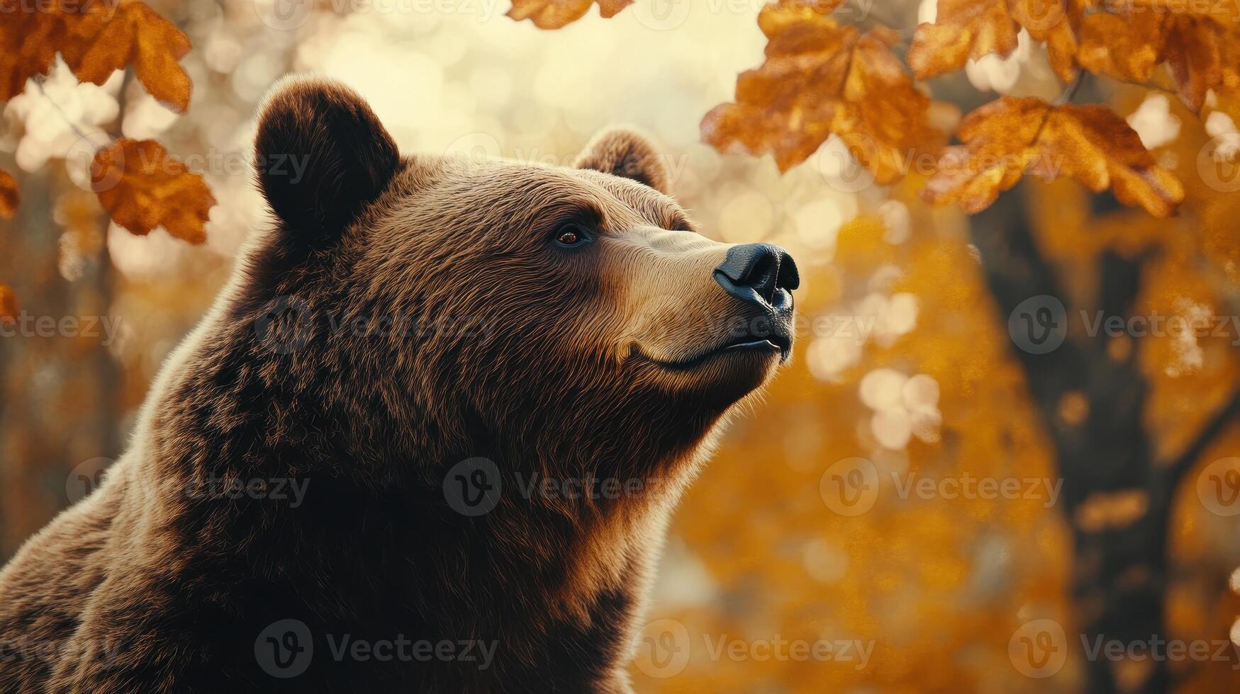 A brown bear in a forest during autumn surrounded by orange leaves photo