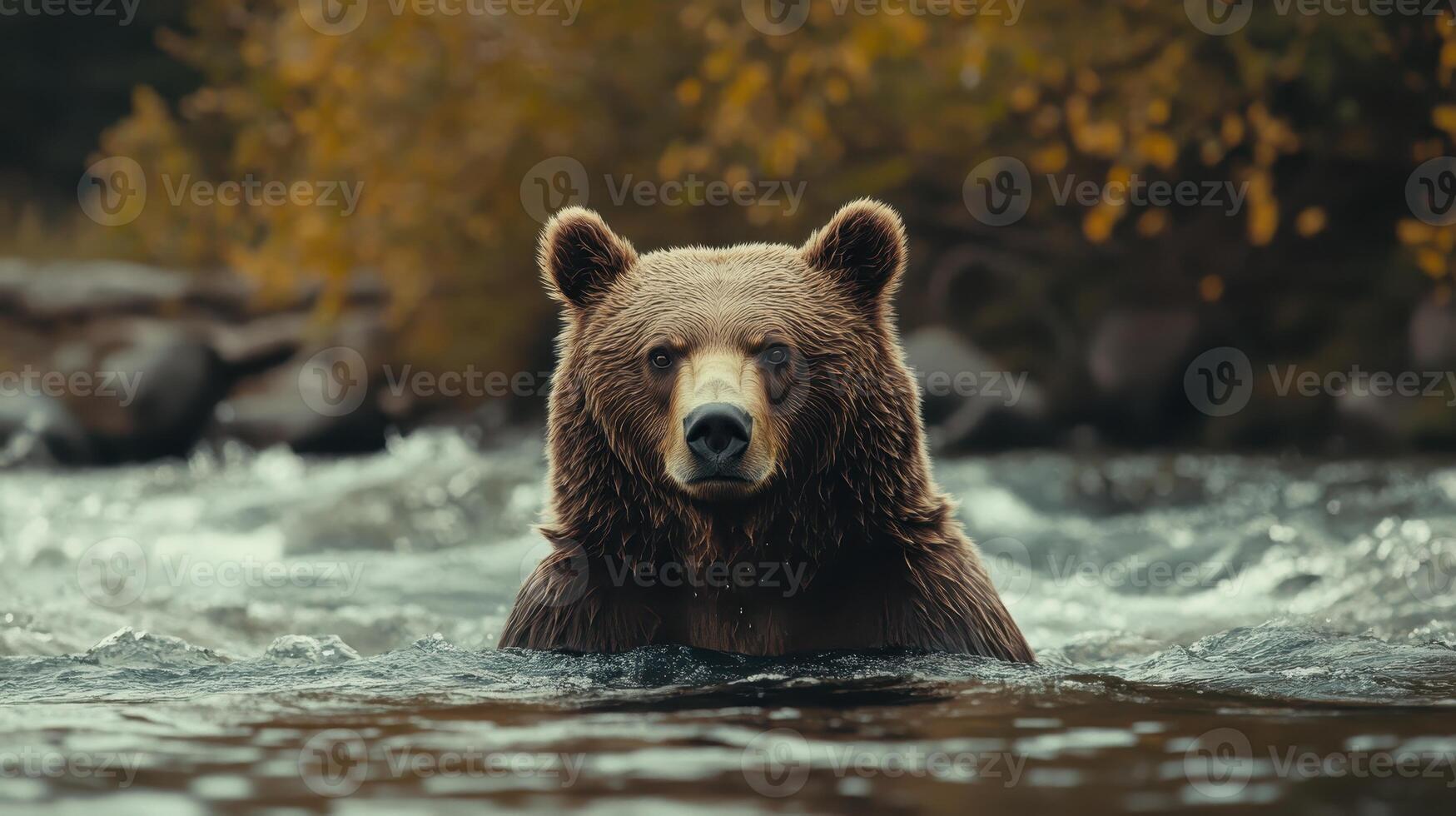 A brown bear wades through a river surrounded by autumn foliage in a serene wilderness setting photo