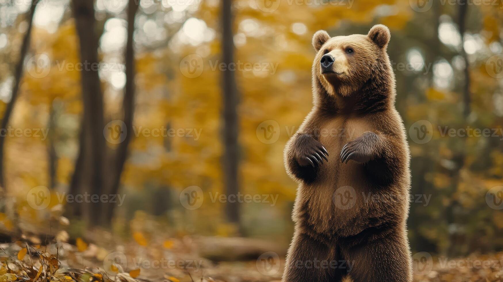 A standing brown bear in a forest during autumn with colorful fallen leaves scattered on the ground photo