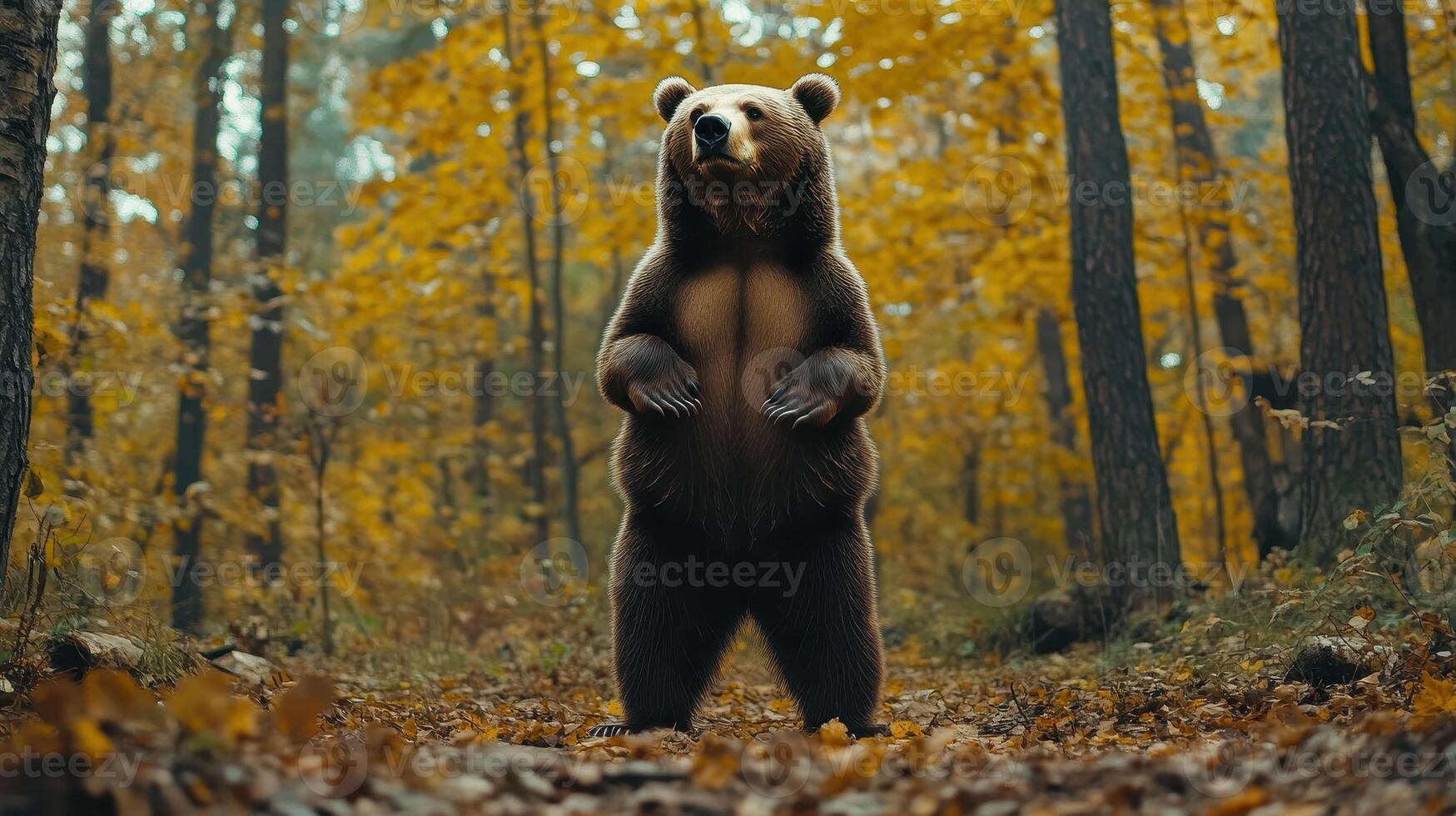 A brown bear stands upright in a vibrant autumn forest with fallen leaves photo