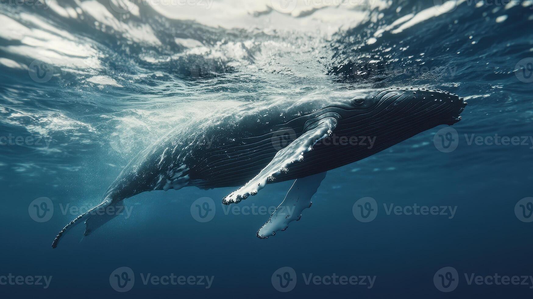 A humpback whale swimming gracefully beneath the ocean surface during daylight hours in a deep blue sea photo