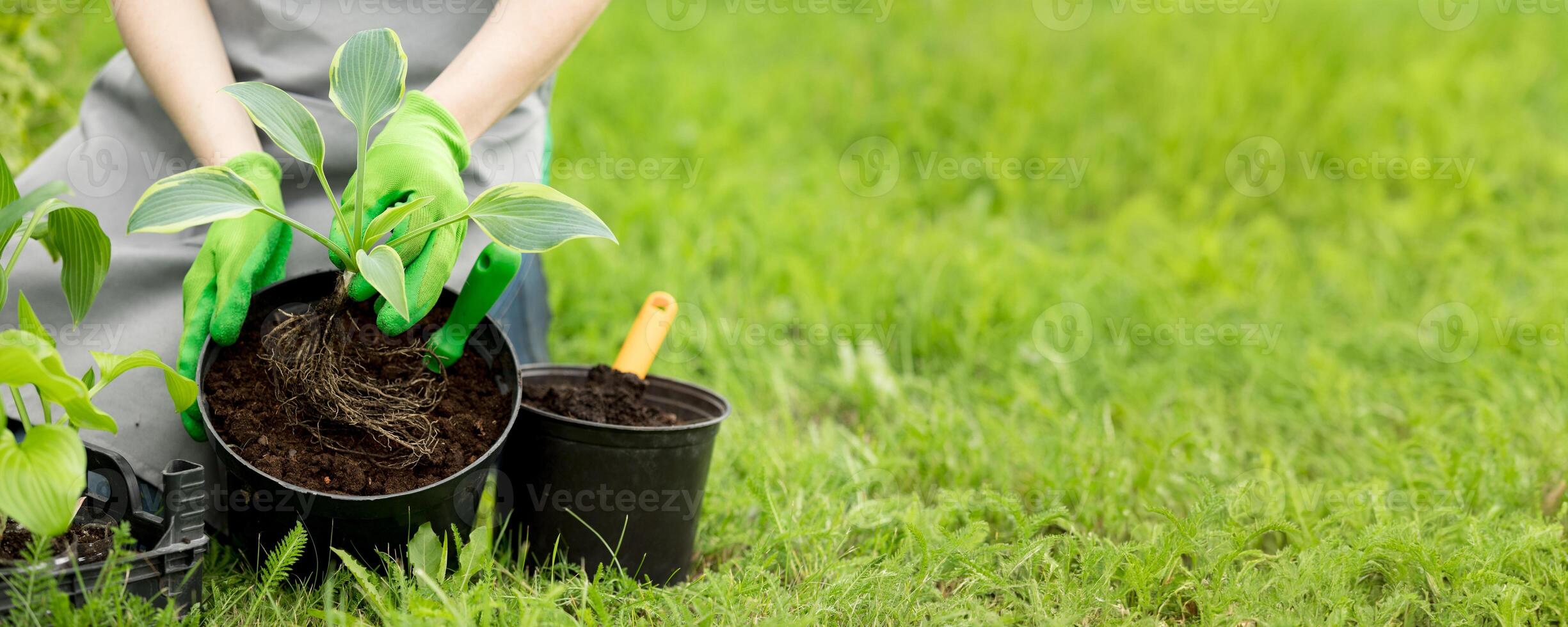 Woman gardening on lawn outdoors with a hosta seedling. Eco hobby, natural happiness, healthy lifestyle. Web banner, template, post background, image eco ad of plant growing, place for text, close-up photo