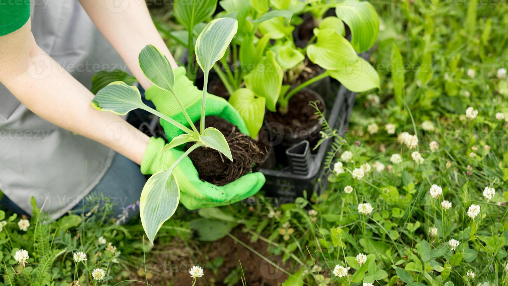 Woman gardening on lawn outdoors with a hosta seedling. Eco hobby, natural happiness, healthy lifestyle. Web banner, template, post background, image eco ad of plant growing, place for text, close-up photo