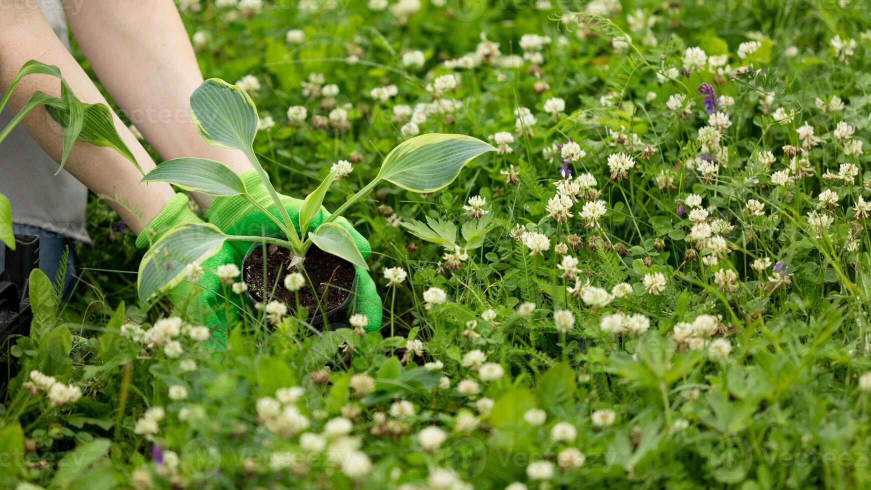 Woman gardening on lawn outdoors with a hosta seedling. Eco hobby, natural happiness, healthy lifestyle. Web banner, template, post background, image eco ad of plant growing, place for text, close-up photo