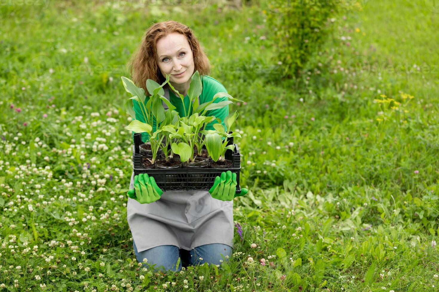 Woman gardening on lawn outdoors with a hosta seedling. Eco hobby, natural happiness, healthy lifestyle. Web banner, template, post background, image eco ad of plant growing, place for text photo