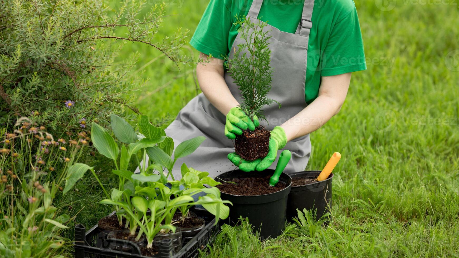 Woman gardening on lawn outdoors with a thuja seedling. Eco hobby, natural happiness, healthy lifestyle. Web banner, template, post background, image eco ad of plant growing, place for text, close-up photo