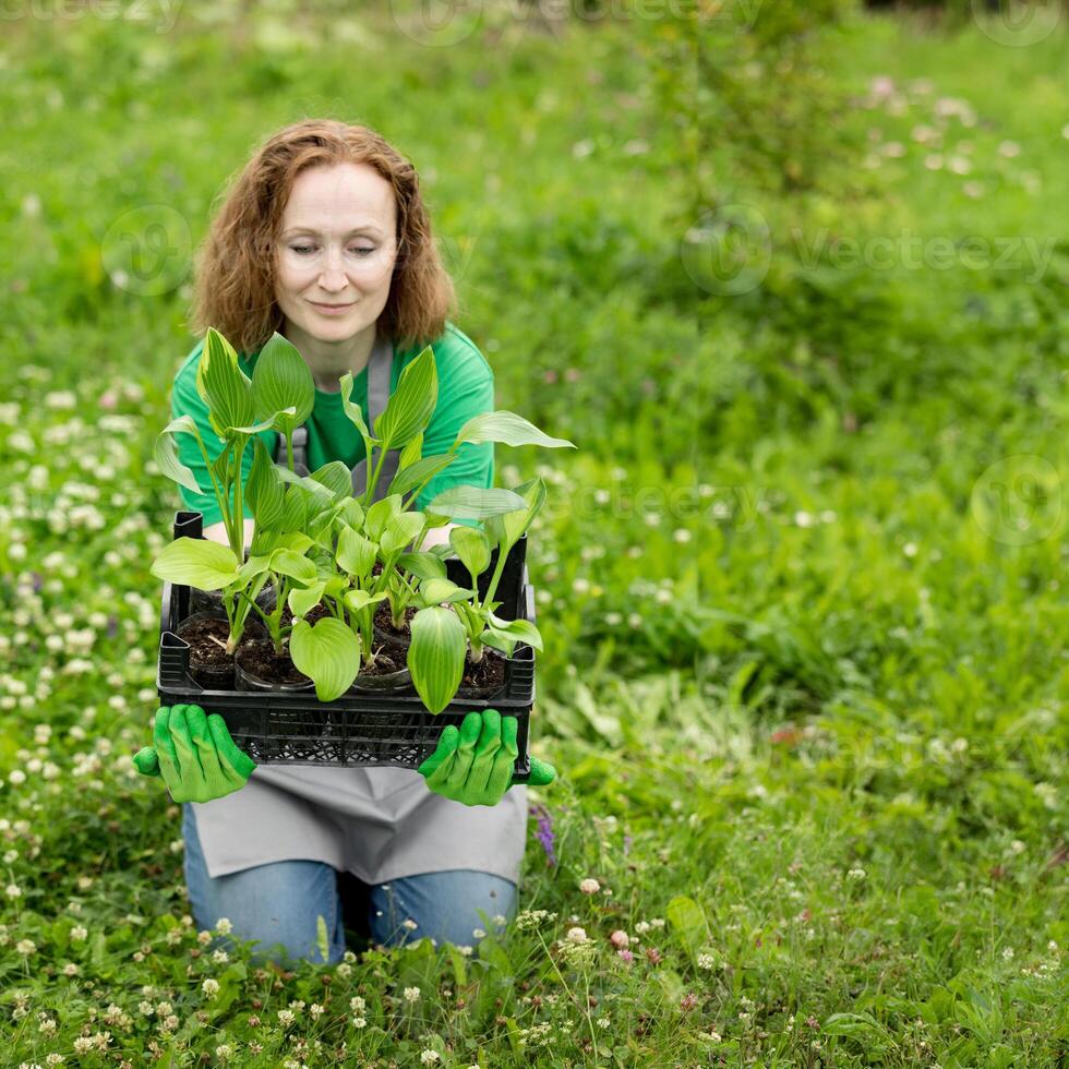 Woman gardening on lawn outdoors with a hosta seedling. Eco hobby, natural happiness, healthy lifestyle. Web banner, template, post background, image eco ad of plant growing, place for text, photo