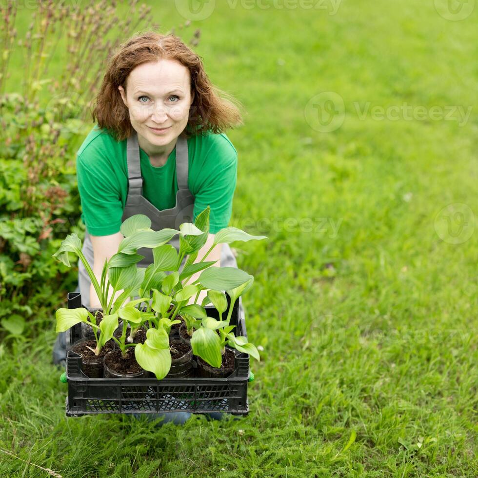 Woman gardening on lawn outdoors with a hosta seedling. Eco hobby, natural happiness, healthy lifestyle. Web banner, template, post background, image eco ad of plant growing, place for text, photo