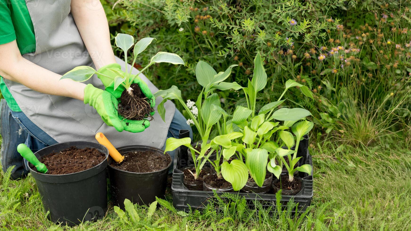 Woman gardening on lawn outdoors with a hosta seedling. Eco hobby, natural happiness, healthy lifestyle. Web banner, template, post background, image eco ad of plant growing, place for text, close-up photo
