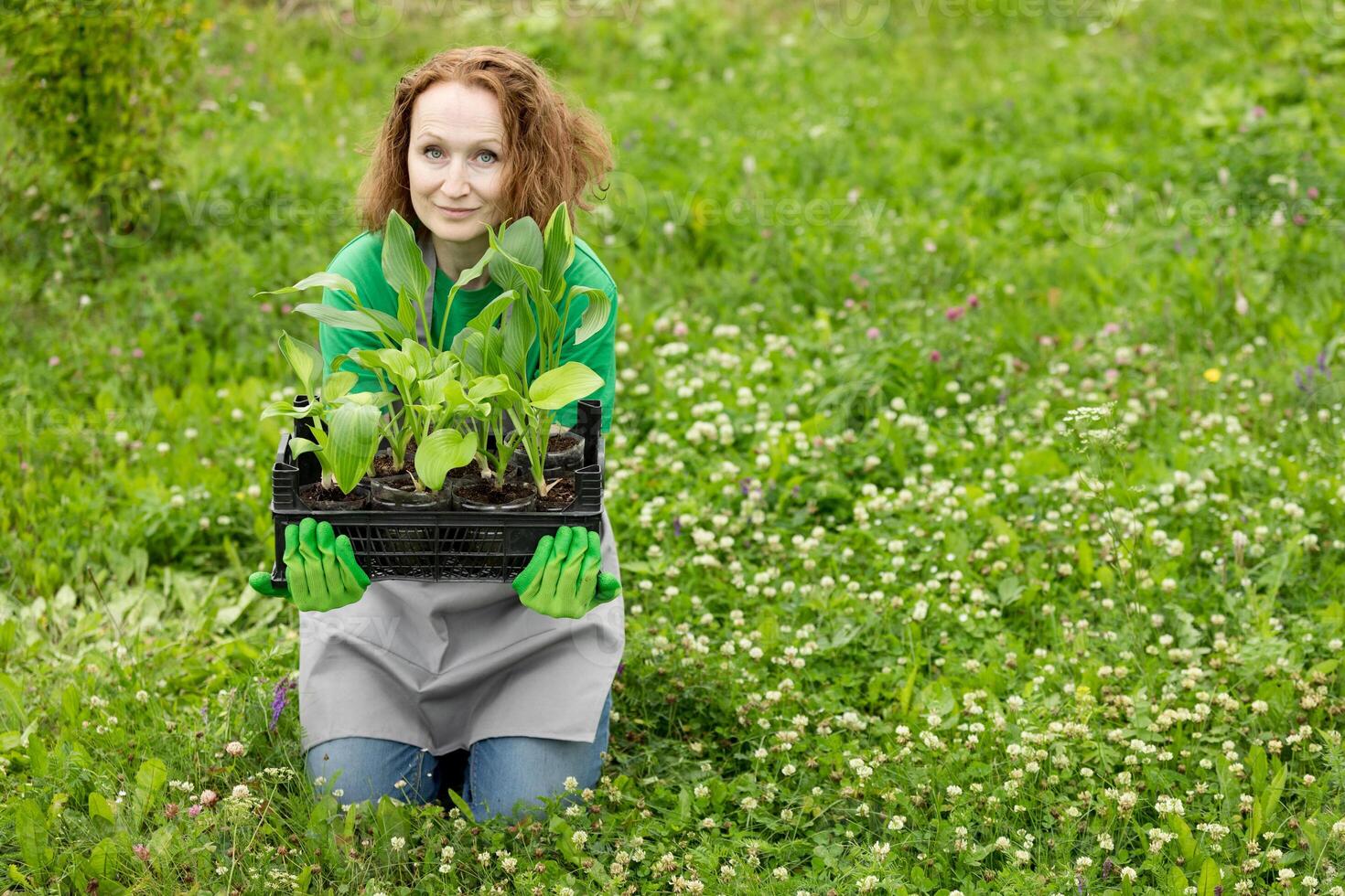 Woman gardening on lawn outdoors with a hosta seedling. Eco hobby, natural happiness, healthy lifestyle. Web banner, template, post background, image eco ad of plant growing, place for text photo
