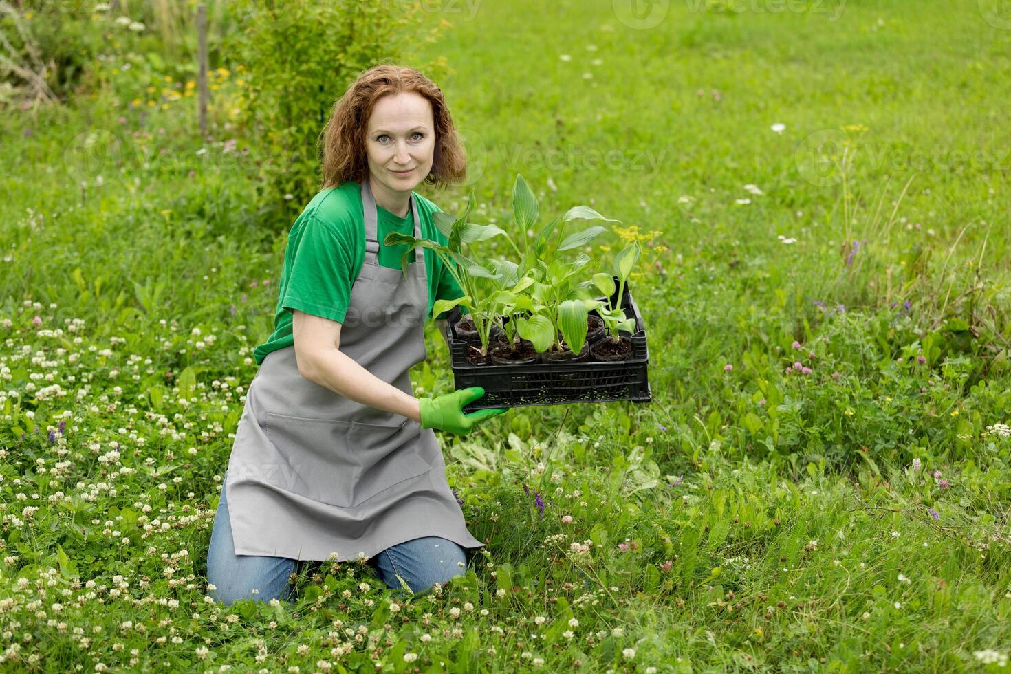 Woman gardening on lawn outdoors with a hosta seedling. Eco hobby, natural happiness, healthy lifestyle. Web banner, template, post background, image eco ad of plant growing, place for text photo