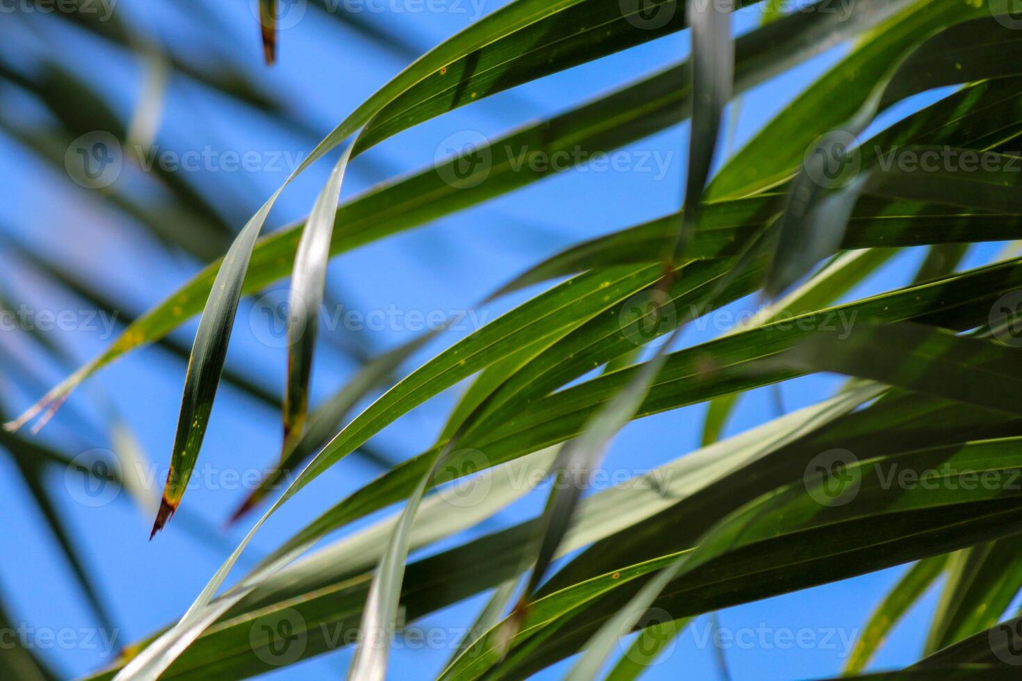 Close up of palm tree leaves with sky background photo