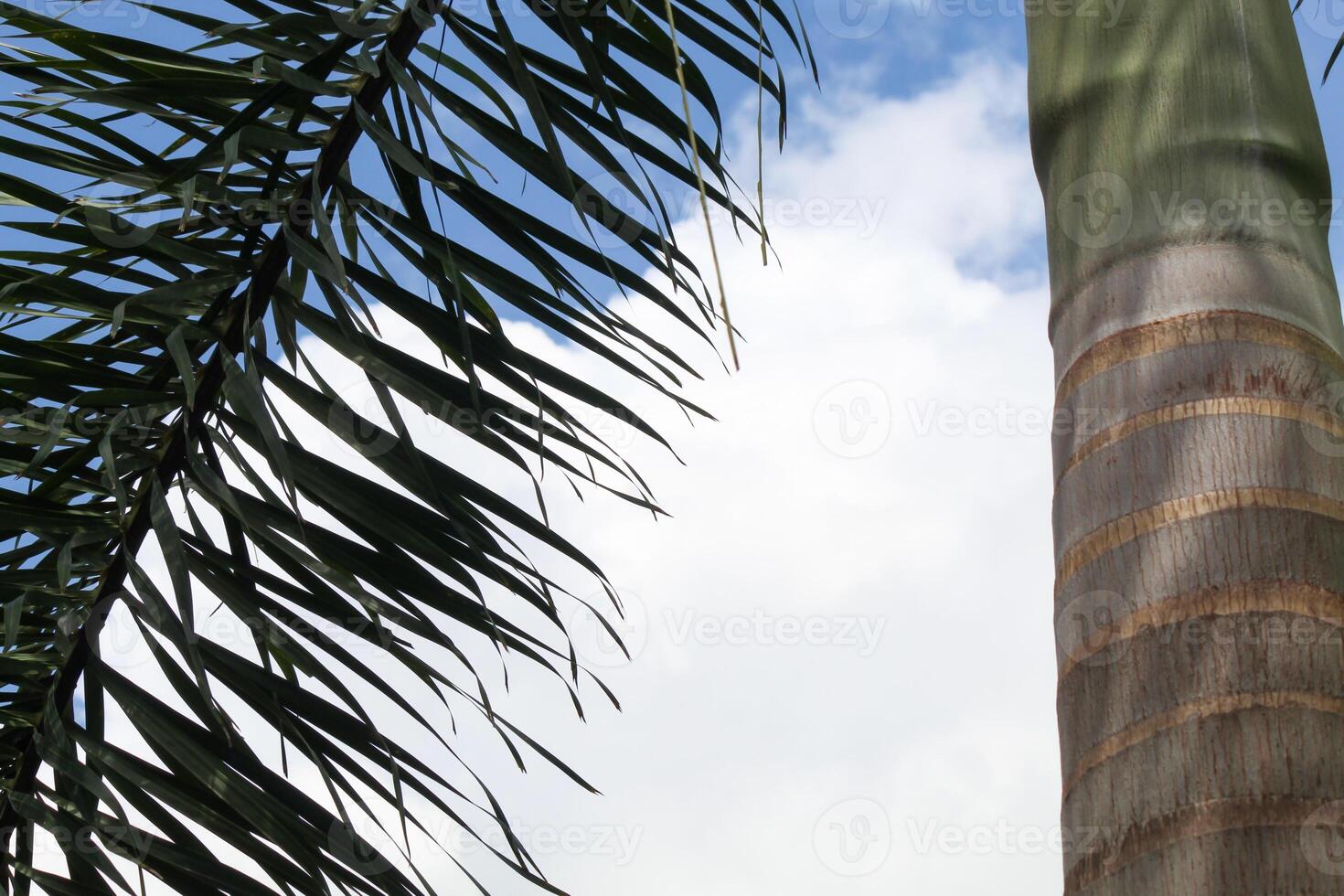 Close up of palm tree leaves with sky background photo