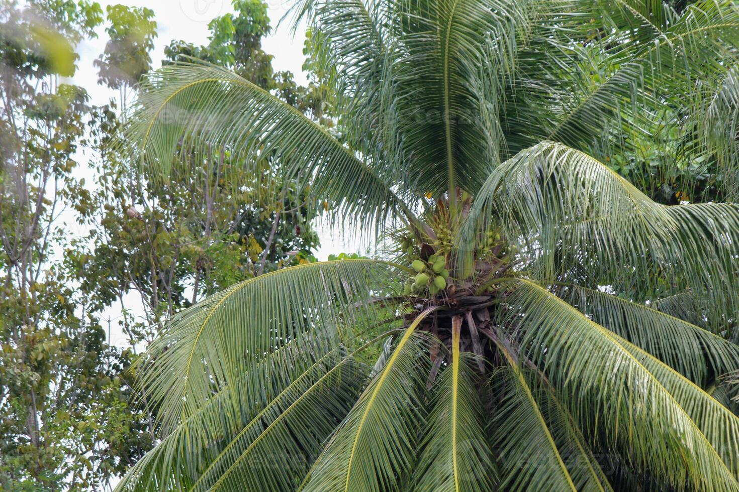 The coconut tree bearing fruit is still young photo