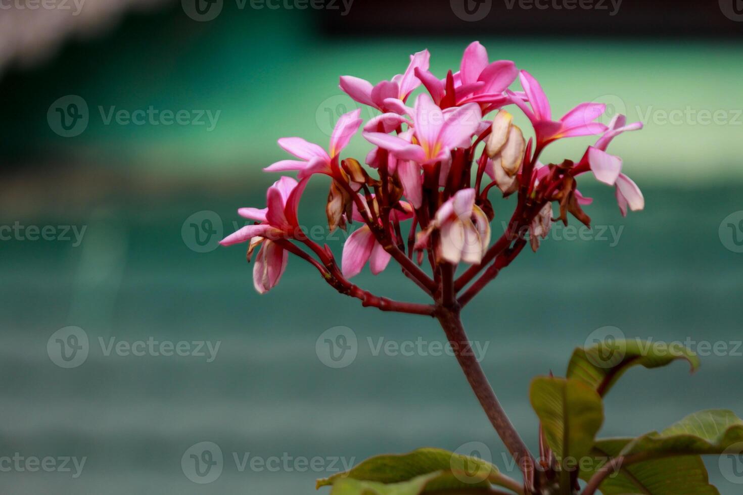 Red frangipani flower, close up photo, blurred background photo