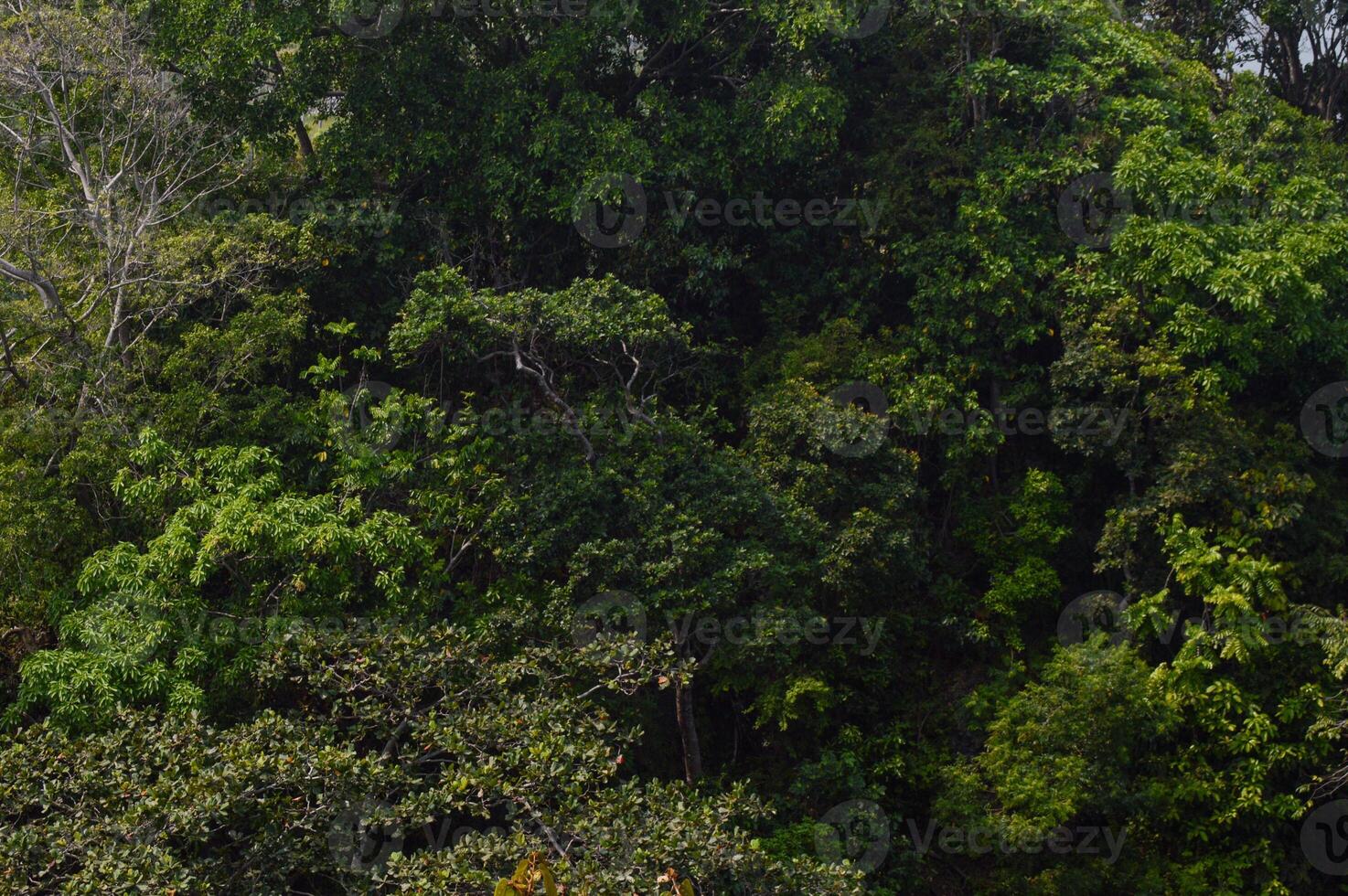 A large isolated tree showing only green leaves and many branches photo