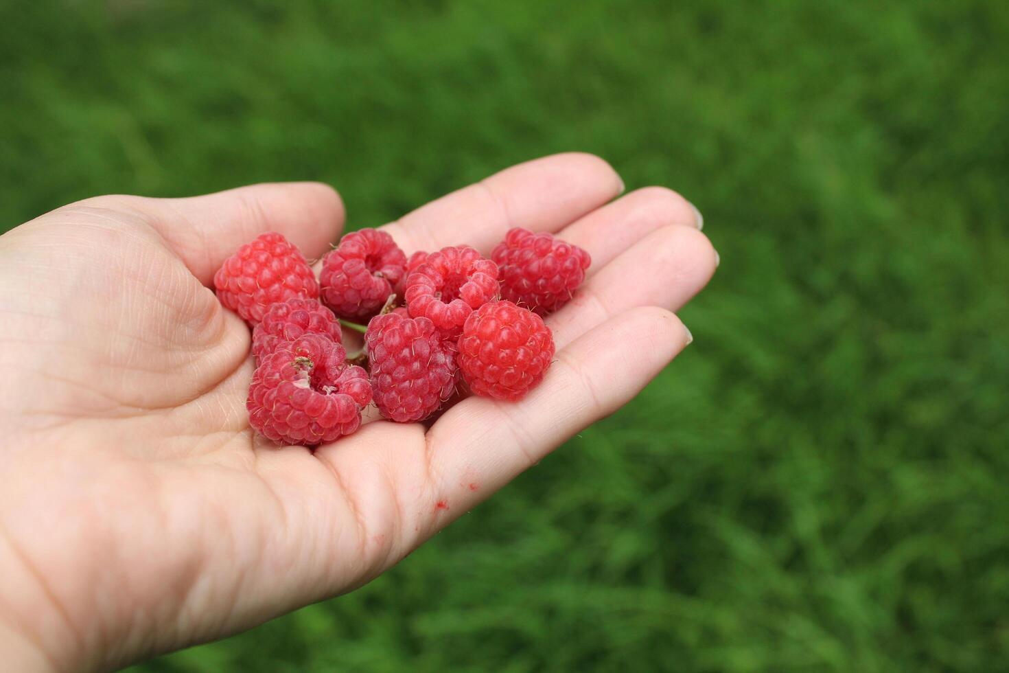 Raspberries in the palm of your hand. Eating berries from the bush. Raspberry picking season photo