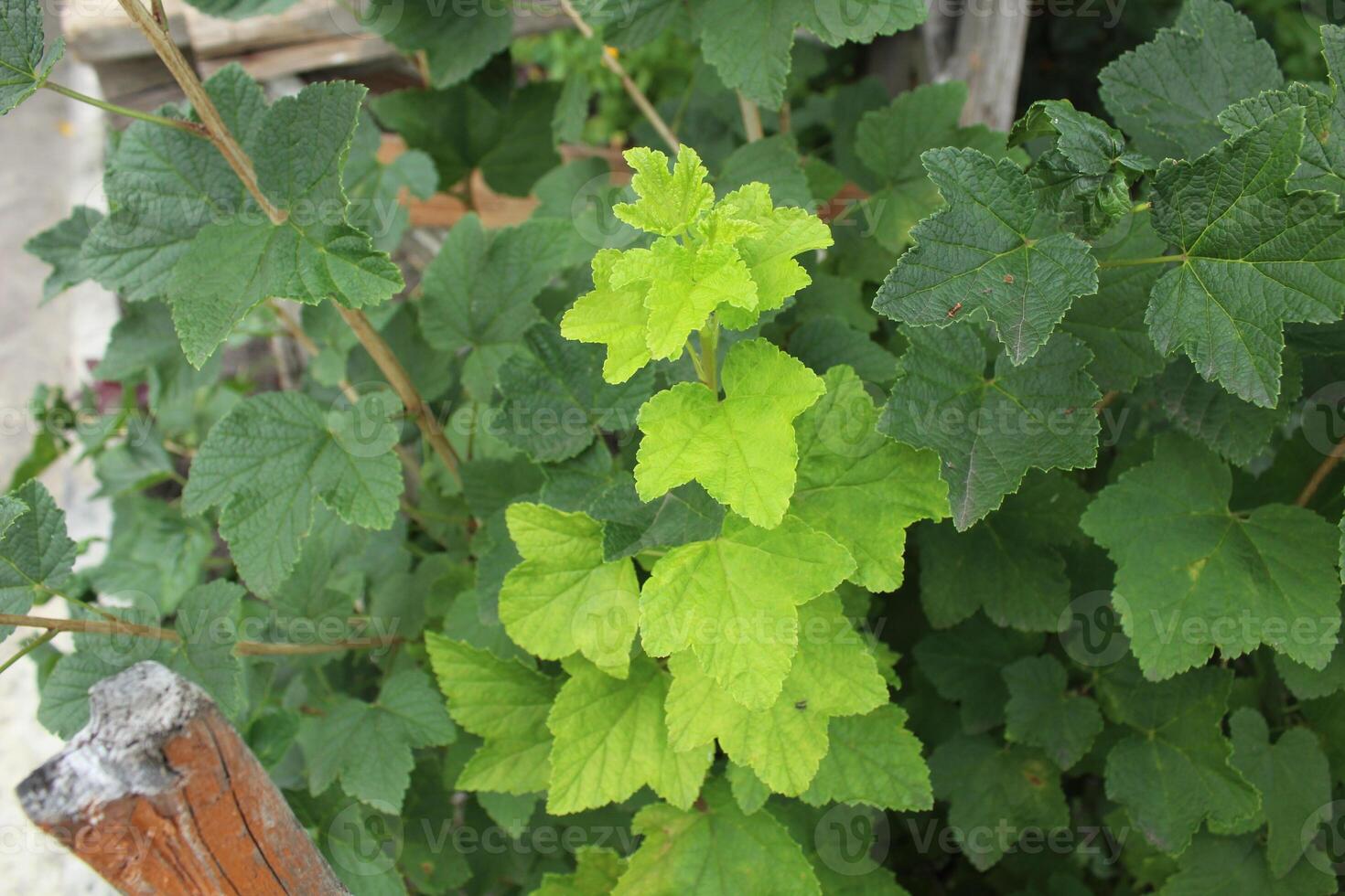 Young green foliage on the bush. Young branches, foliage. Plant growth and development photo