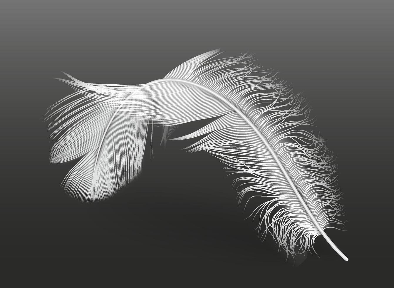Flying white single plume practical outline on dark foundation. Delicate drifting plume 3d plan component. Bended feathered creature plumage portion picture vector
