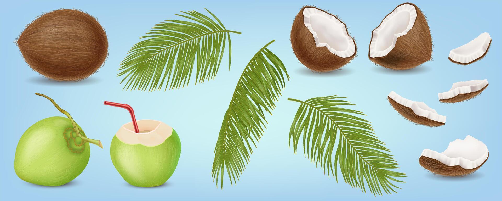 Coconut fruits and palm tree leaves realistic illustration set. Tropical nature. Delicious exotic plant 3d objects on blue background vector