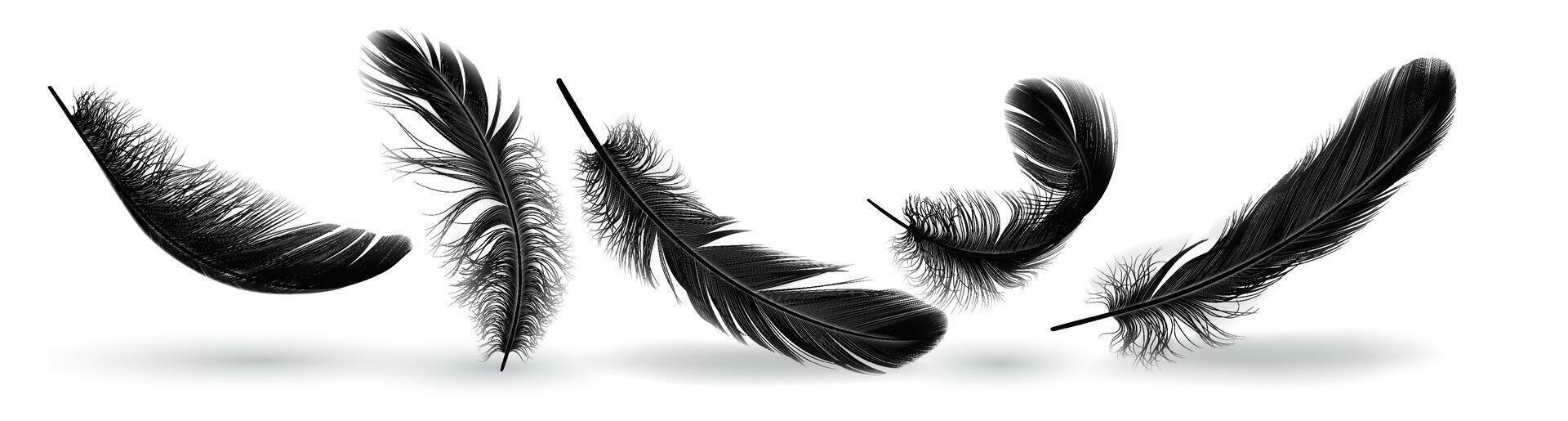Fowl quill shapes gather practical outline set. Flying plumage with untidy surface. Soft dark plumes 3d components on white foundation vector