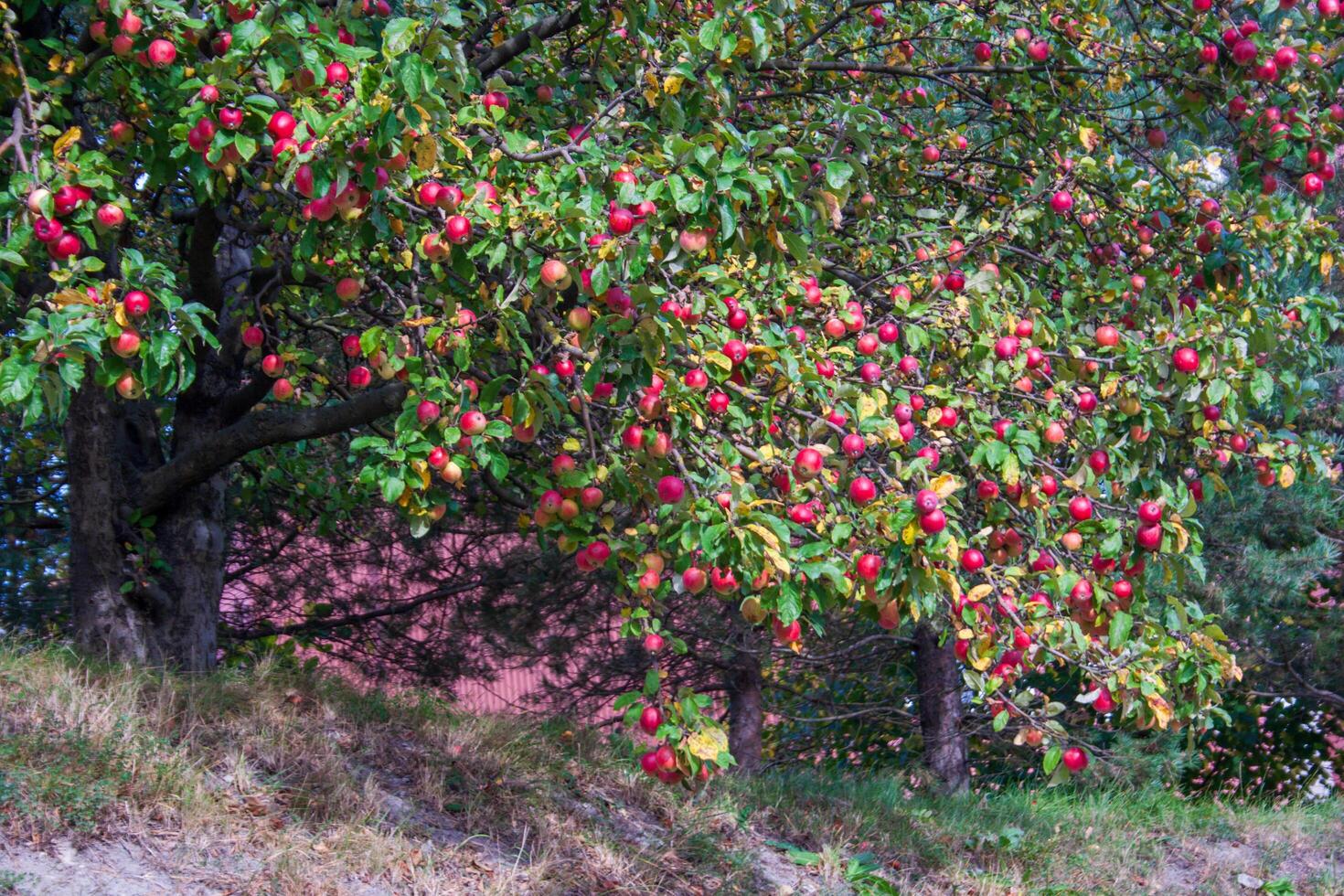 Apple tree with red apples photo