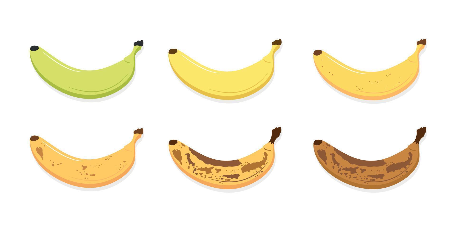 Banana ripeness stages set. From green underripe banana to overripe banana with brown spots. Fresh ripe and organic rotten banana fruit vector