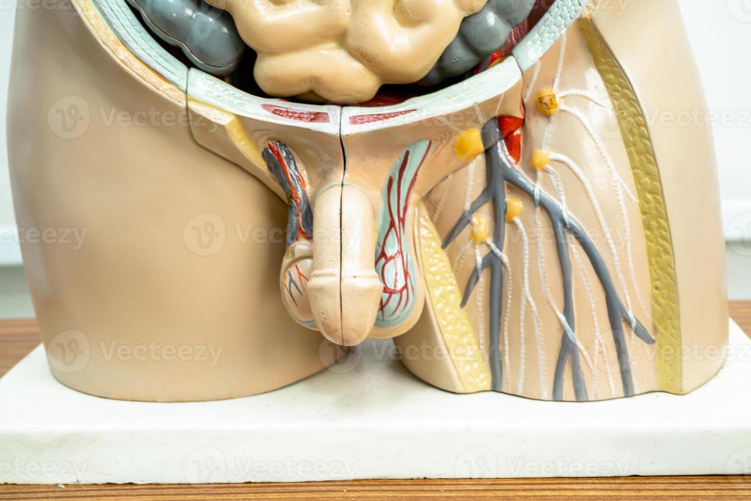 Human penis with intestine in man body model anatomy for medical training course, teaching medicine education. photo
